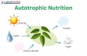 autotrophic nutrition